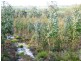 243HA Musk Vale Road, George Town TAS 7253