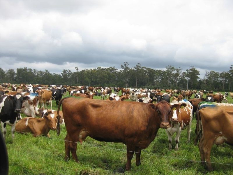 156 Champions Road, Scotchtown TAS 7330