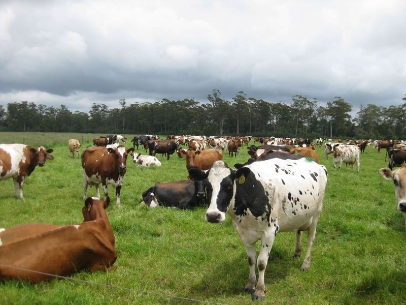 156 Champions Road, Scotchtown TAS 7330