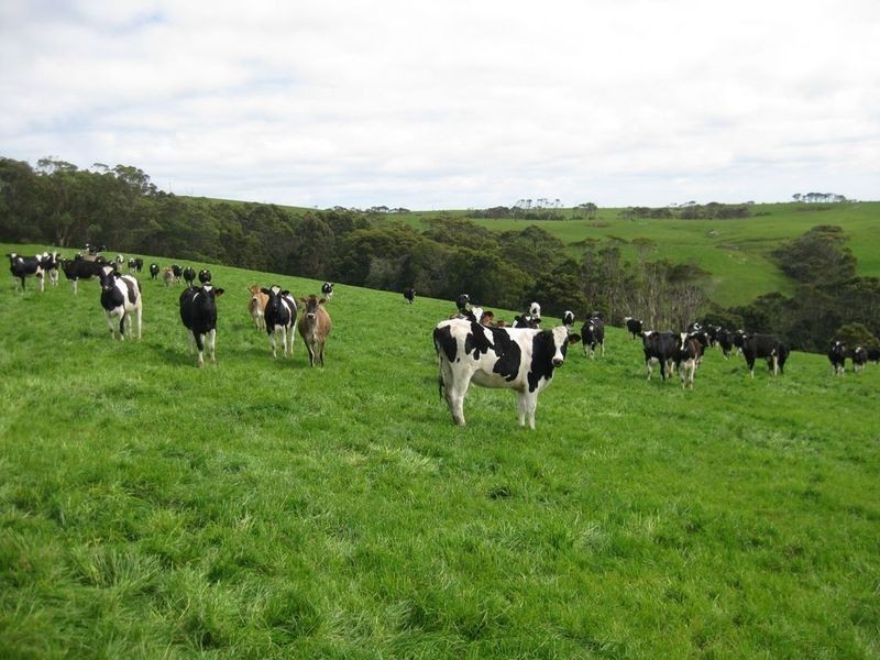 409 Comeback Road, Marrawah TAS 7330