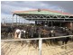 1161. Mount Hicks Road, Mount Hicks TAS 7325