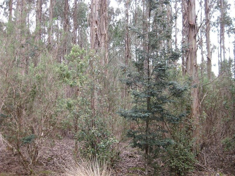 . Meryanna Road, Trowutta TAS 7330