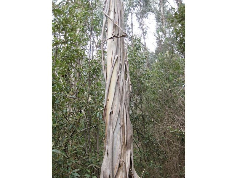 . Meryanna Road, Trowutta TAS 7330