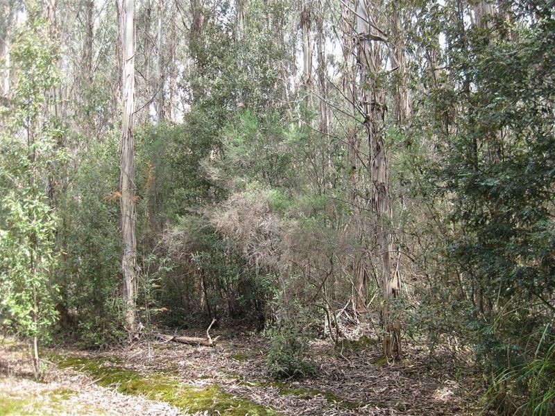 . Meryanna Road, Trowutta TAS 7330