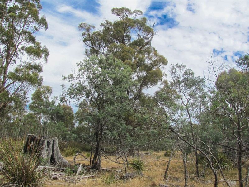 276 Lilydale Road, Rocherlea TAS 7248