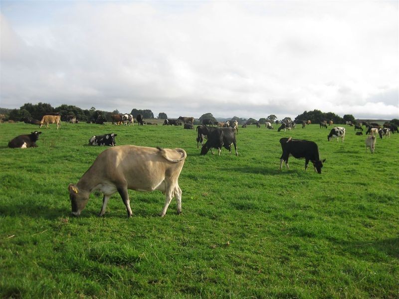 17 Wrights Road, Mawbanna TAS 7321