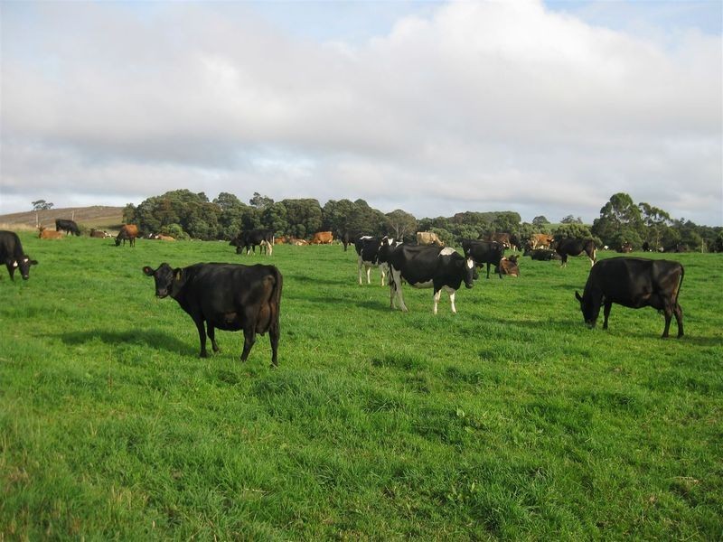 17 Wrights Road, Mawbanna TAS 7321