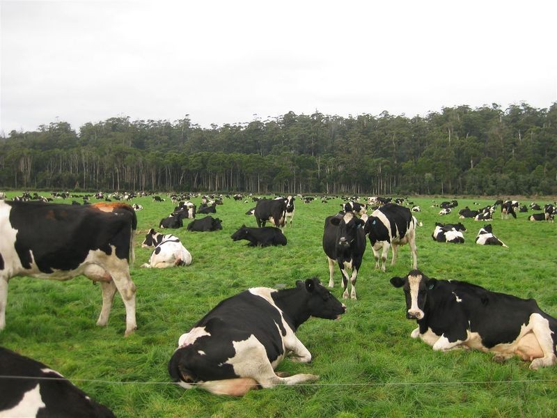 24662 Bass Highway, Brittons Swamp TAS 7330