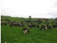 136 Robin Hill Road, Flowerdale TAS 7325