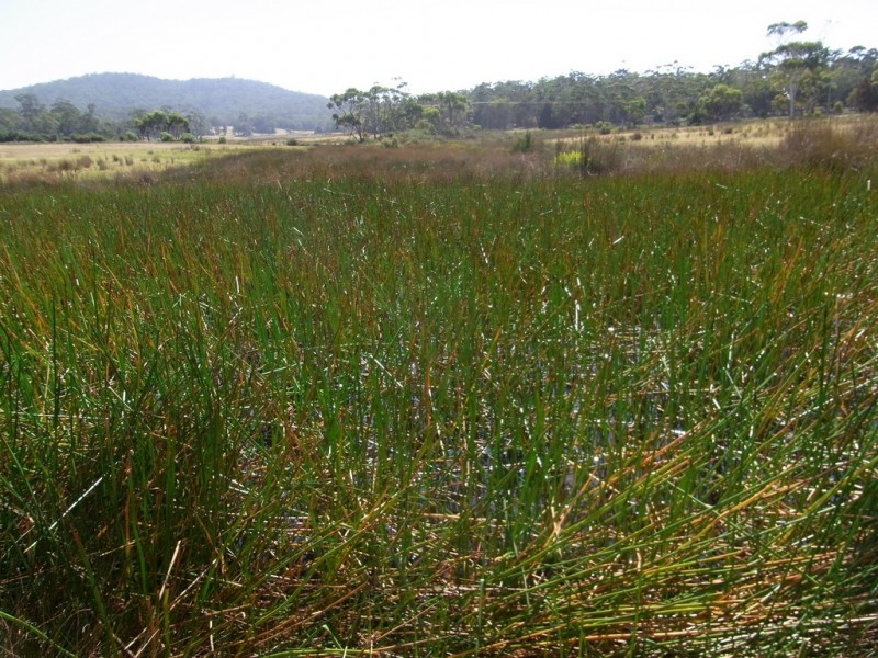 Lot 5 Tasman Highway, Bicheno TAS 7215