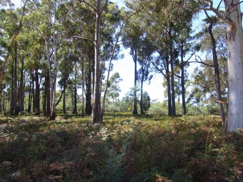 408 Upper Scamander Road, Scamander TAS 7215