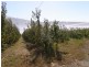 501 Upper Scamander Rd, Scamander TAS 7215