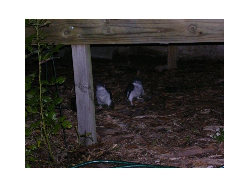 3 Old Tram Road, Bicheno TAS 7215