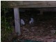3 Old Tram Road, Bicheno TAS 7215