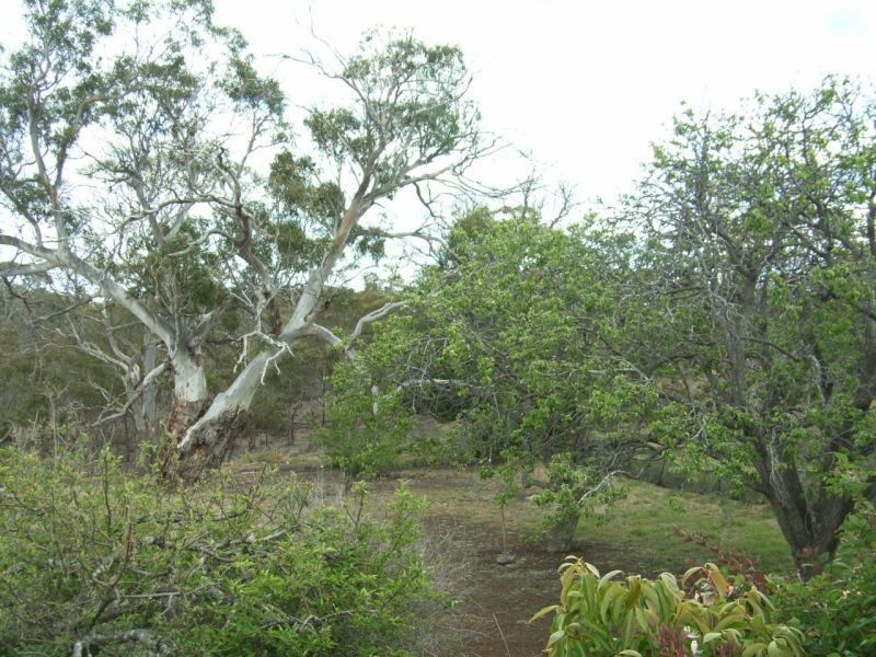 5 Burgess Street, Swansea TAS 7190