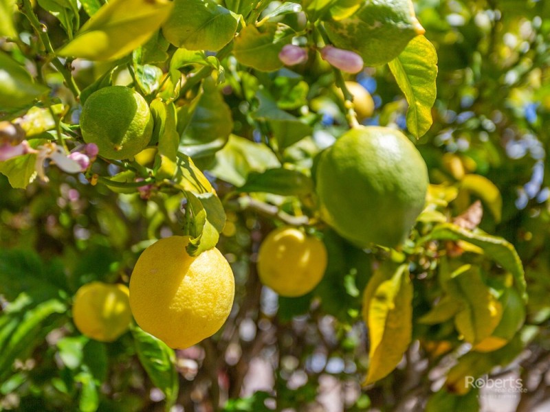 16 Tribe Street, Bicheno TAS 7215