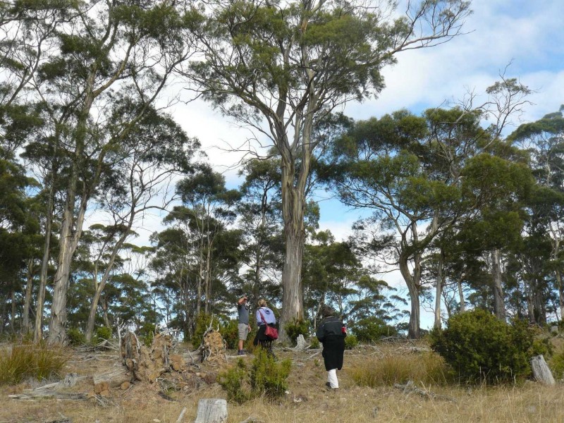 Lot 1 McKays Road, Little Swanport TAS 7190