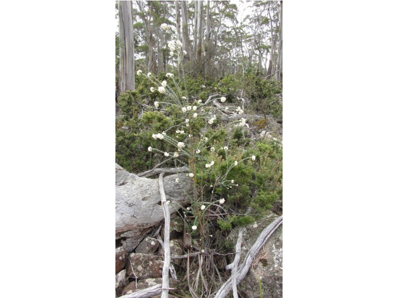 Lot 1 McKays Road, Little Swanport TAS 7190