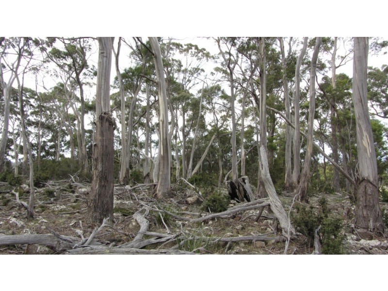 Lot 1 McKays Road, Little Swanport TAS 7190