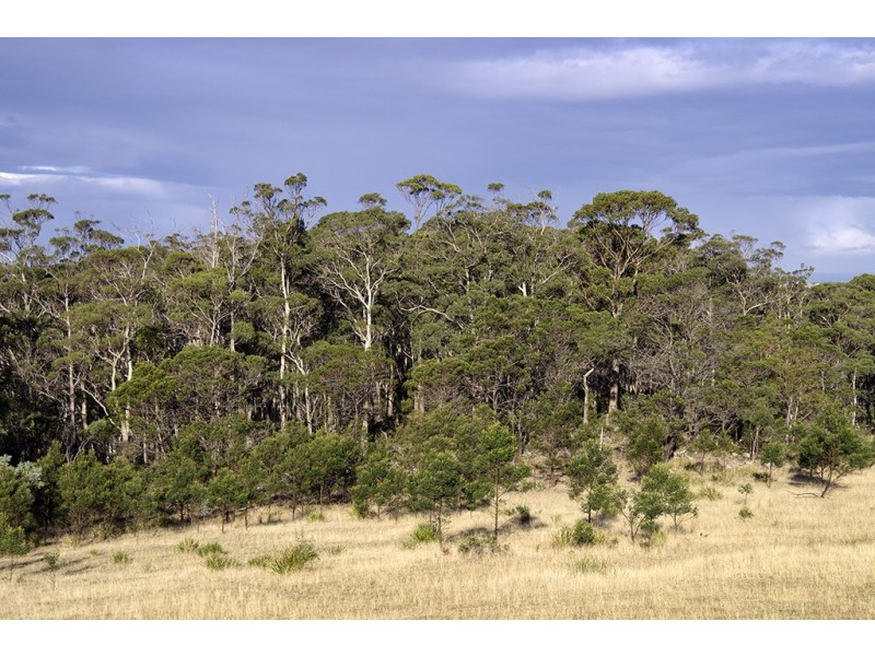 Lot 2 Bresnehans Road, Little Swanport TAS 7190