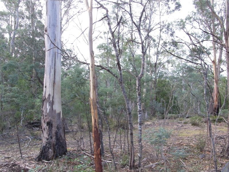 Lot 2 Toxteith Court, Bicheno TAS 7215