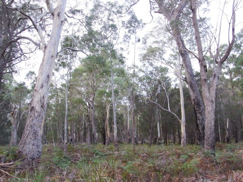 Lot 2 Toxteith Court, Bicheno TAS 7215