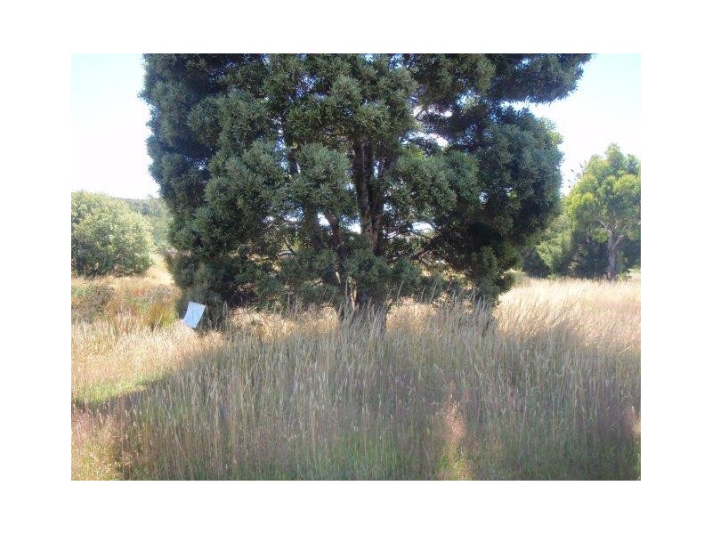 0 Main Street, Zeehan TAS 7469