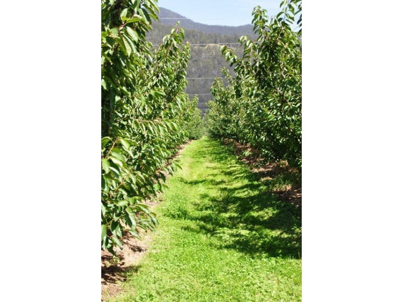 Lower Longley TAS 7109