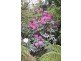 Geeveston TAS 7116