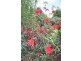 Geeveston TAS 7116