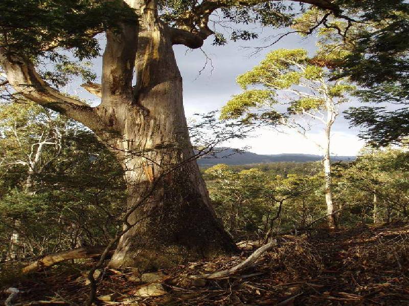 Lot 1 Sugarloaf Road, Forcett TAS 7173