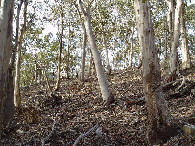 Lot 1 Sugarloaf Road, Forcett TAS 7173
