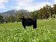 . Liena Road, Mole Creek TAS 7304