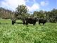 . Liena Road, Mole Creek TAS 7304