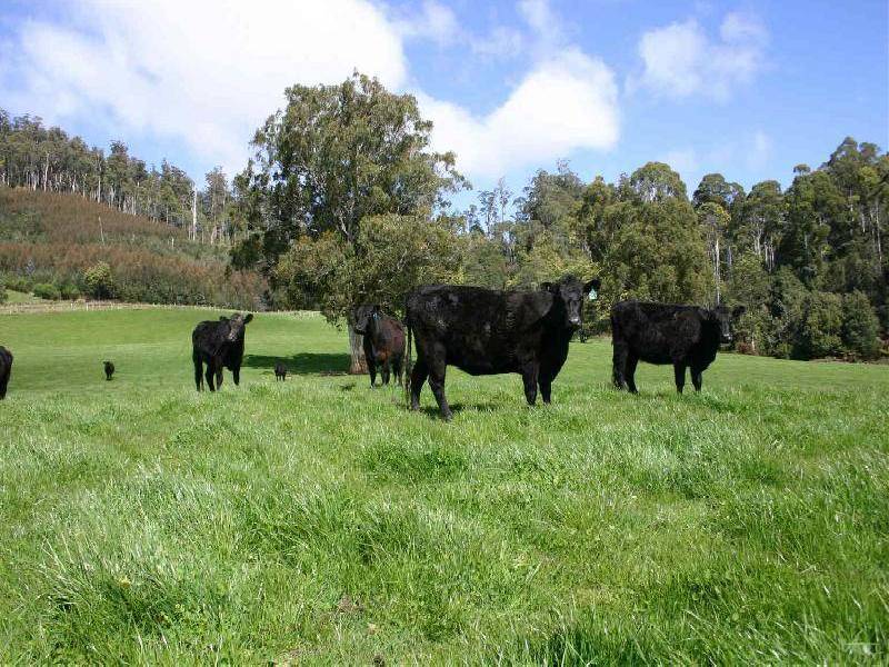 . Liena Road, Mole Creek TAS 7304