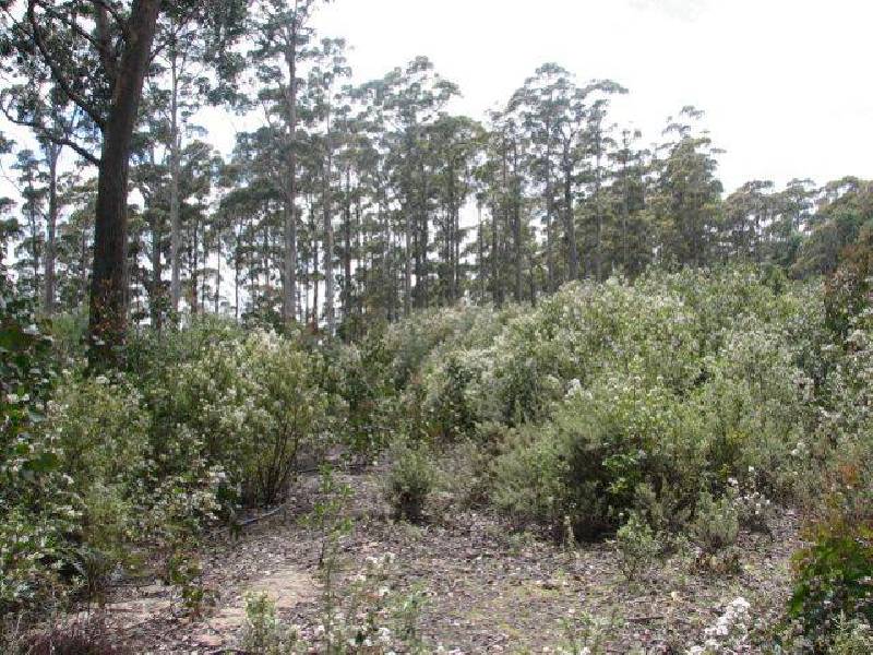 . Highland Lakes Road, Golden Valley TAS 7304