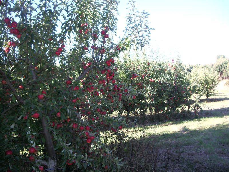 2360 Preolenna Road, Preolenna, Wynyard TAS 7325