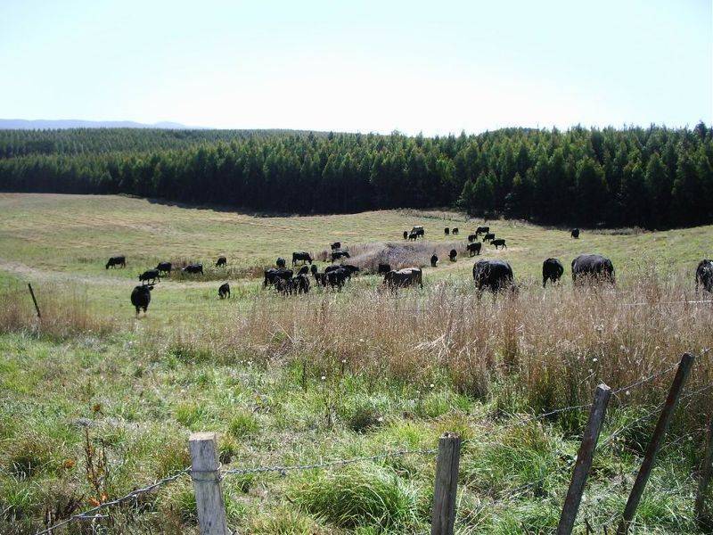 2360 Preolenna Road, Preolenna, Wynyard TAS 7325