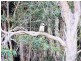 Booral QLD 4655