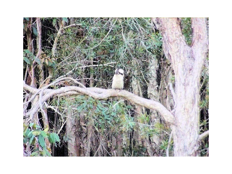 Booral QLD 4655