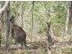 Lot 97 Lemon Tree Drive, Gin Gin QLD 4671