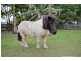 Alloway QLD 4670