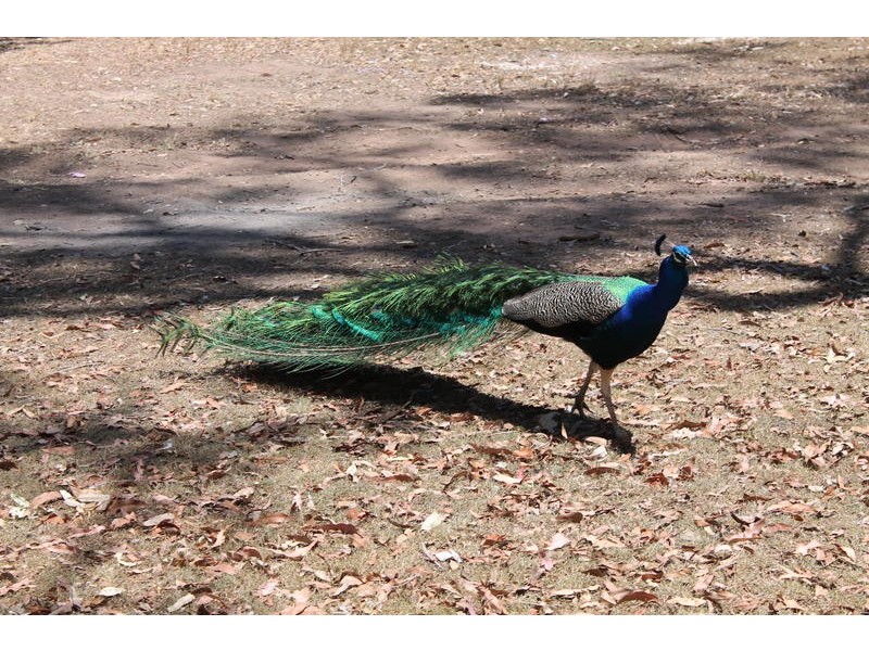 172 Smiths Crossing Road, Bucca QLD 4670