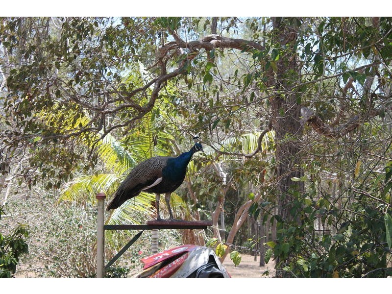 172 Smiths Crossing Road, Bucca QLD 4670