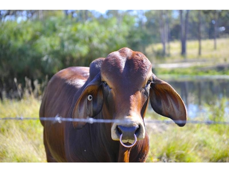 18 Woodgate Road, Goodwood QLD 4660