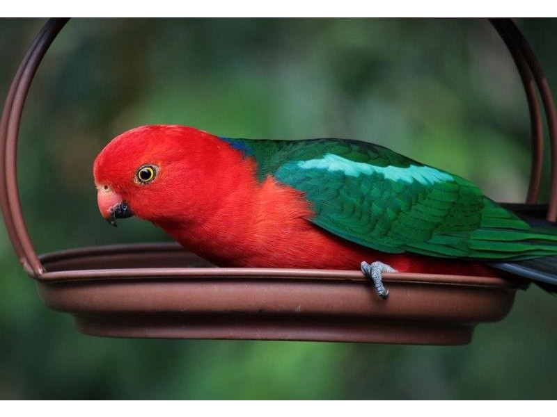 21 Marlock Close, Buderim QLD 4556