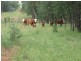 L13&L15 Dunedin Access Road, Mitchell QLD 4465
