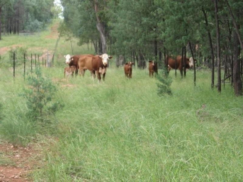 L13&L15 Dunedin Access Road, Mitchell QLD 4465