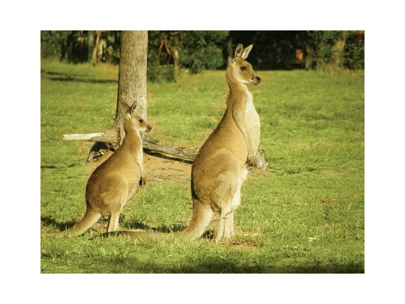 Cnr Acacia Street & Ocean Breeze Estate, Moore Park Beach QLD 4670