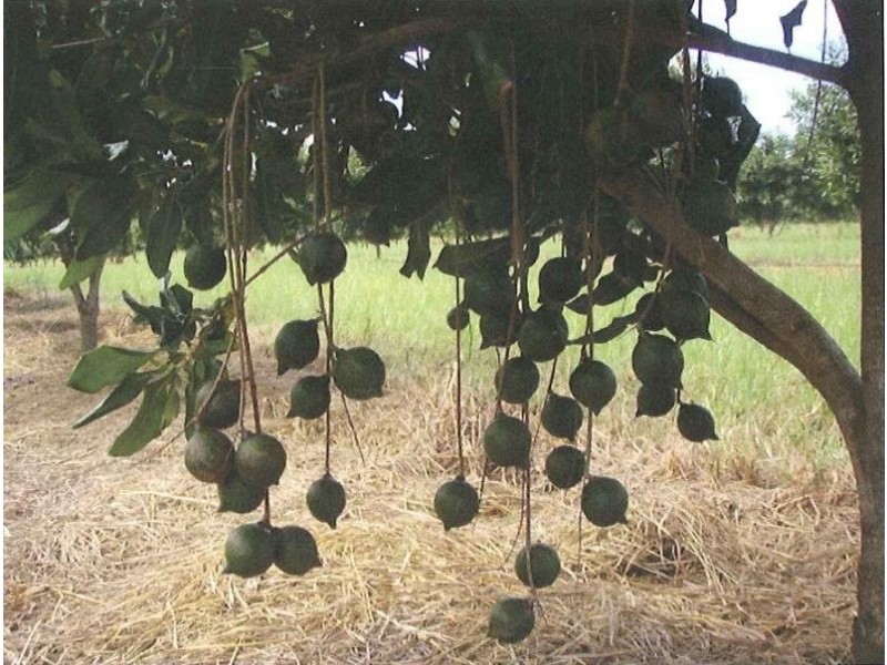 92 Kenzlers Road, Sharon QLD 4670